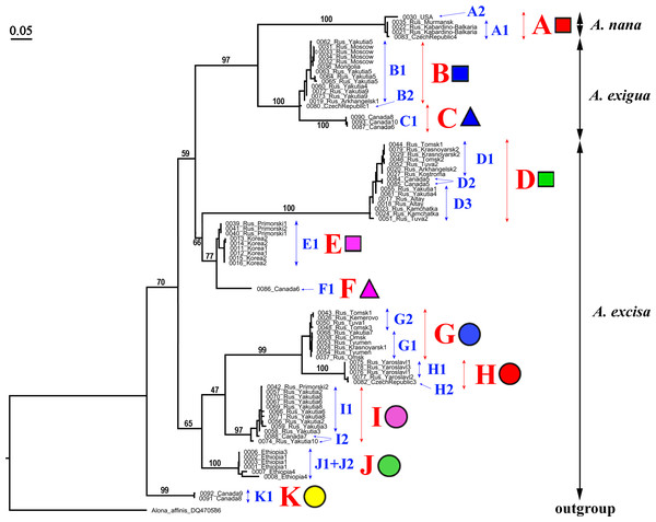 Maximum likelihood tree representing the diversity among phylogroups of Alonella based on 16S data.