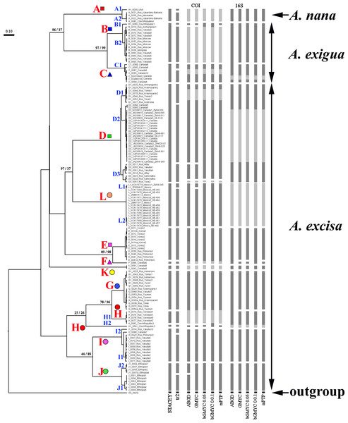 Summary of results of molecular species delimitation via different methods.