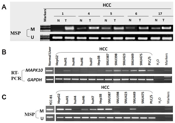 Promoter CpG methylation detection of Mapk10.
