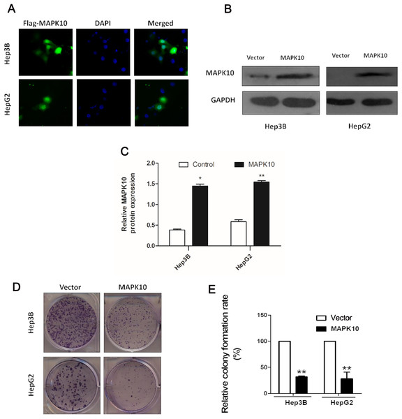 MAPK10 inhibits the colony formation of HCC cells.