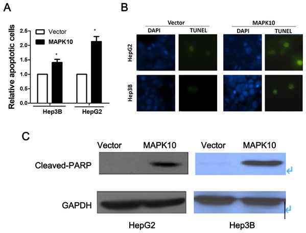 Ectopic expression of MAPK10 induces apoptosis of HCC cell lines.