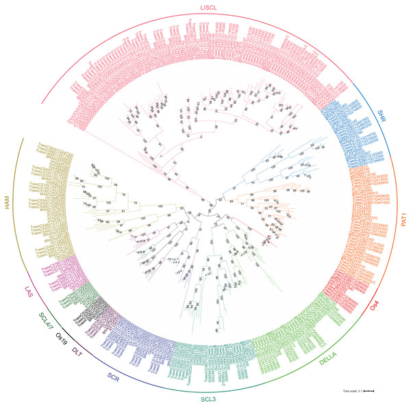 Phylogenic tree of GRAS proteins from bread wheat, Arabidopsis, rice and Brachypodium distachyon.