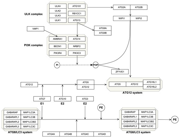 Schematic of autophagy pathway.