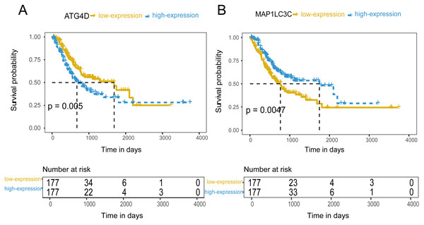 The prognostic value of mRNA level of independent prognostic factors.