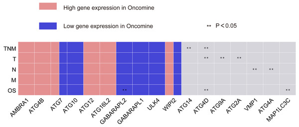 Summary of the correlation between ATG genes expression and TNM staging and prognosis.