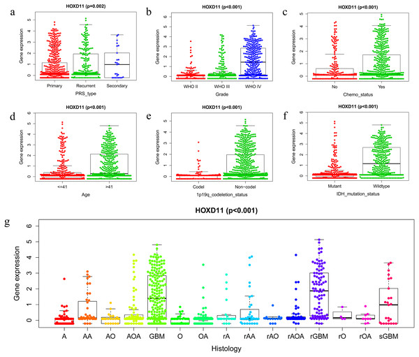 The relationship between the difference of HOXD11 expression level and various clinical characteristics.