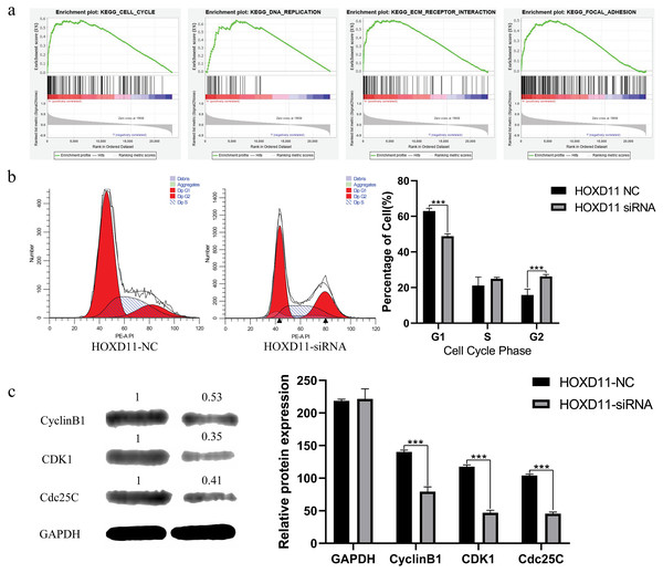 HOXD11 may be involved in regulating the G2 phase of the cell cycle in gliomas.