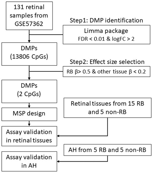 The workflow of this study.