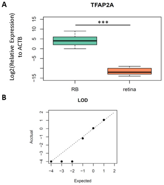 The performance of TFAP2A MSP assay in RB and normal retina tissue.