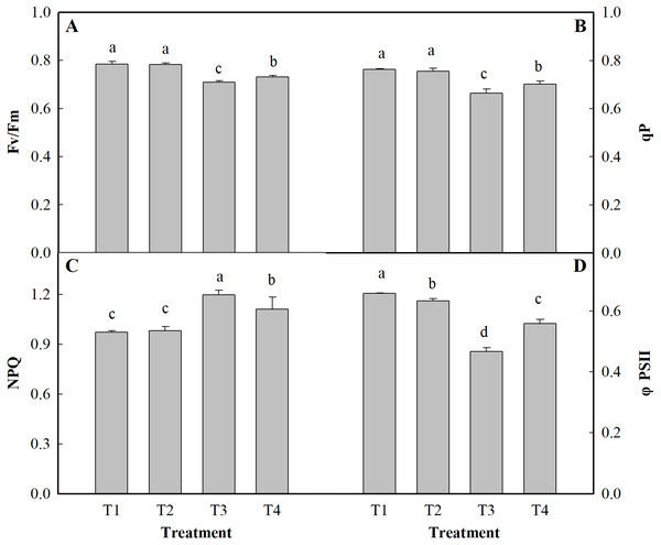 Effects of low pH on chlorophyll parameters of the leaves of ginger plants under salt stress.