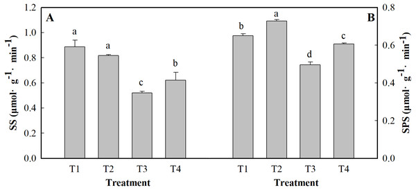Effects of low pH on the activity of SS (A) and SPS (B) in the leaves of ginger plants under salt stress.