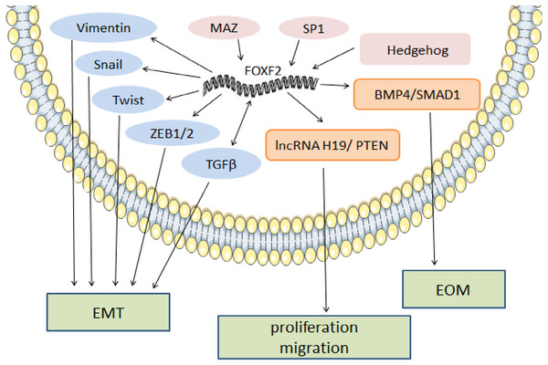 The regulatory mechanism of FOXF2 as a pro-cancer factor.