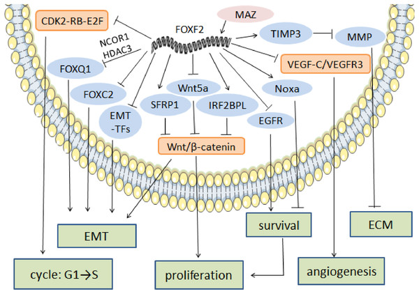 The regulatory mechanism of FOXF2 as an anti-cancer factor.