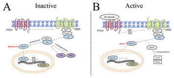 The regulatory roles and mechanisms of the transcription factor FOXF2 ...