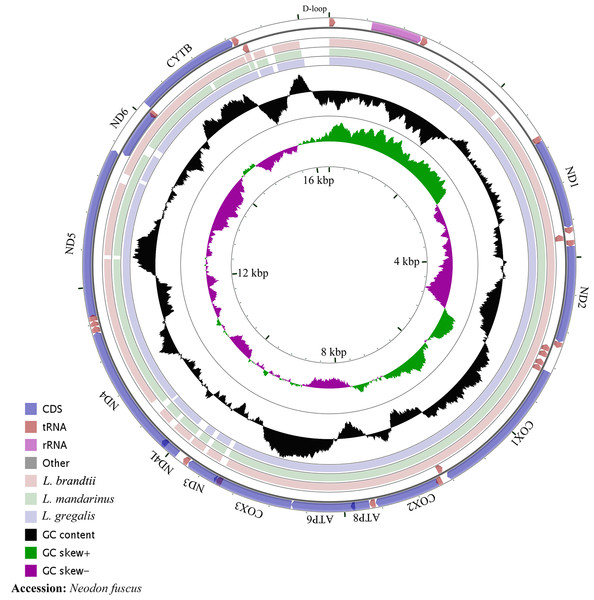 The complete mitochondrial genome map and GC skew of Neodon fuscus, Lasiopodomys brandtii, L. mandarinus, and L. gregalis.