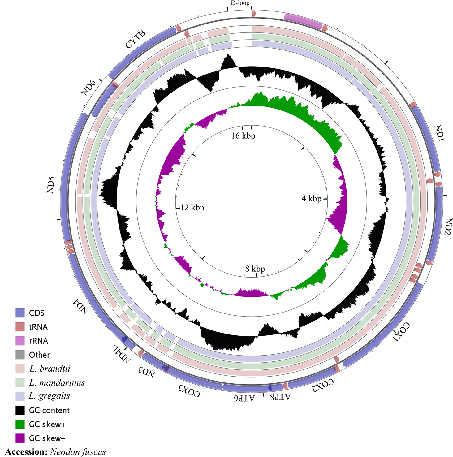Phylogeny and evolution of Lasiopodomys in subfamily Arvivolinae 