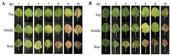 Physical appearance of N. benthamiana leaves (top, middle, and base leaves) infiltrated with Agrobacterial inoculum carrying pEAQ-GA733-Fc (Ag/pEAQ-GA733-Fc) (A) and pEAQ-GA733-FcK (Ag/pEAQ-GA733-FcK) (B) for 1, 3, 5, 7, 8, 9, and 10 days post-infec.