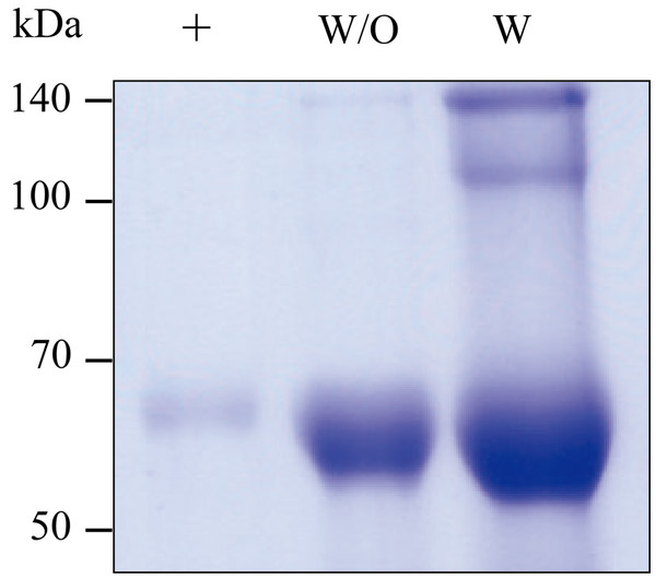SDS-PAGE of purified GA733-FcP (W/O) and GA733-FcKP (W) from infiltrated leaves of N. benthamiana plants.