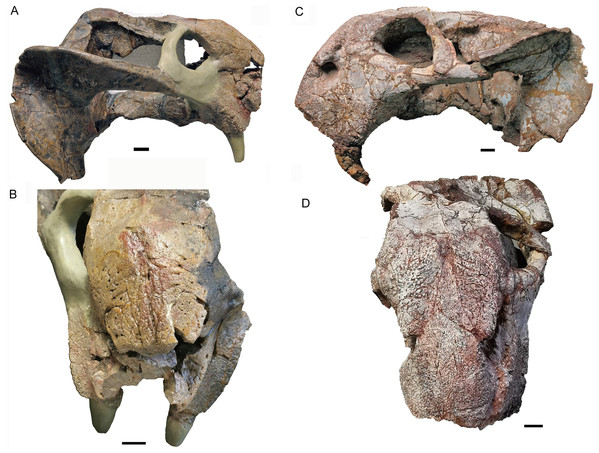 Skull of Turfanodon bogdaensis.
