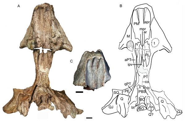 Turfanodon jiufengensis from the Naobaogou Formation, skull in ventral view.