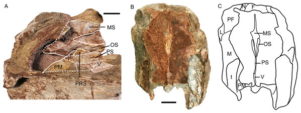 Turfanodon jiufengensis from the Naobaogou Formation, snout.