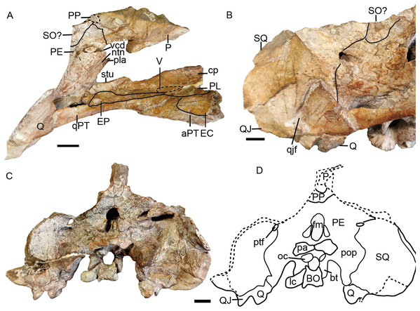 Turfanodon jiufengensis from the Naobaogou Formation, holotype (IVPP V 26038), skull.