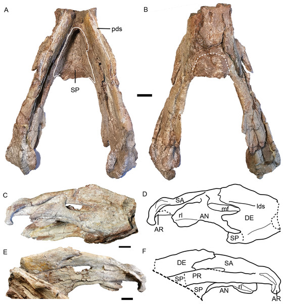 Turfanodon jiufengensis from the Naobaogou Formation, holotype (IVPP V 26038), lower jaw.