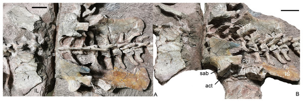 Turfanodon jiufengensis from the Naobaogou Formation, holotype (IVPP V 26038).