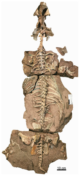 Holotype of Turfanodon jiufengensis (IVPP V 26038) from the Naobaogou Formation.