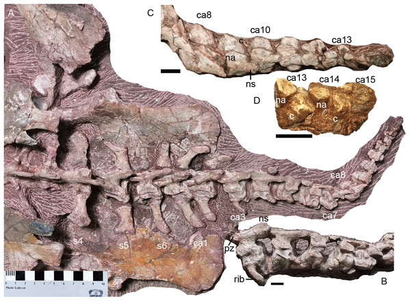 Turfanodon jiufengensis from the Naobaogou Formation, holotype (IVPP V 26038).
