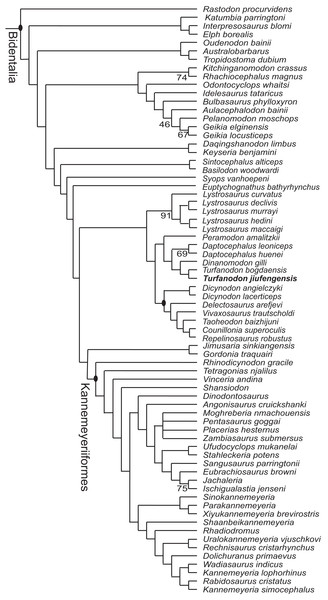 Phylogeny of Bidentalia.