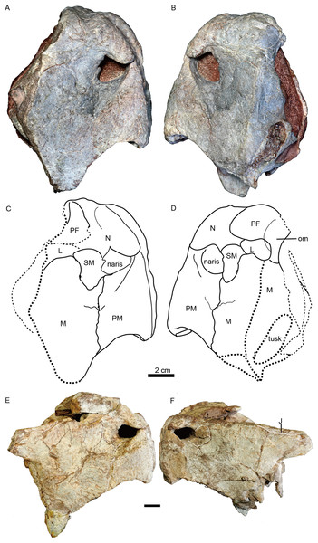 Turfanodon jiufengensis from the Naobaogou Formation, snout in lateral view.