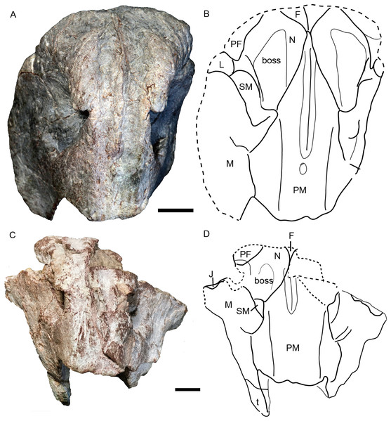Turfanodon jiufengensis from the Naobaogou Formation, snout in anterior view.