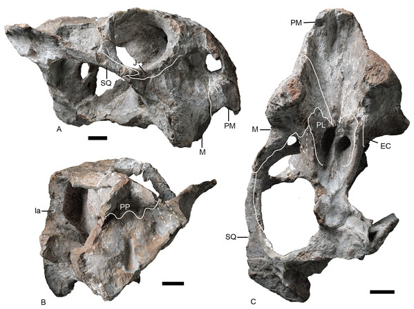 Referred specimen of Turfanodon jiufengensis (IVPP V 26035) from the Naobaogou Formation.