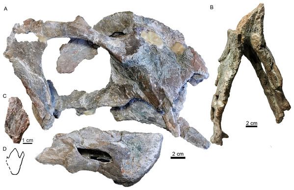 Referred specimen of Turfanodon jiufengensis (IVPP V 23299) from the Naobaogou Formation.