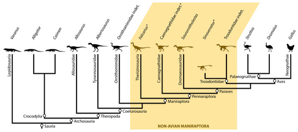 Simplified phylogeny of non-avian maniraptorans among other theropods and extant relatives.