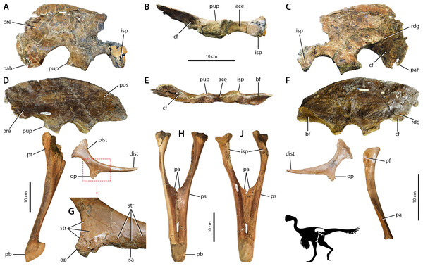 Osteological correlates of pelvic musculature in Caenagnathidae indet.
