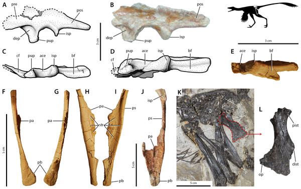 Osteological correlates of pelvic musculature in Sinovenator (A–J) and Jianianhualong (K–L).