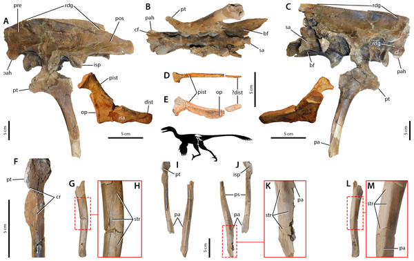 Osteological correlates of pelvic musculature in derived Troodontidae indet.