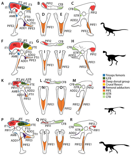 Pelvic myology of non-avian maniraptorans.
