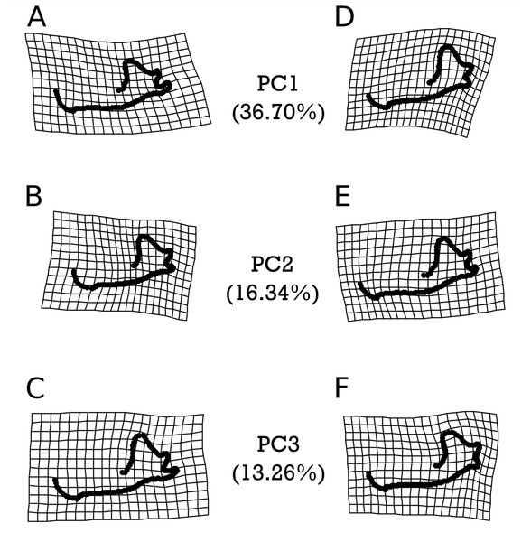 Warpgrids of the first 3 principal components of shape variation for E. fuscus.