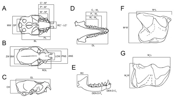 Measurements referred to in the text for skull, dentary, upper and lower molars (Taphozous georgianus), excluding variables excluded from multivariate analyses as uninformative.