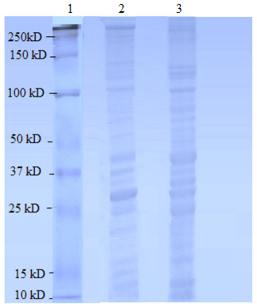 Female Ae. aegypti proteins separated by 10% SDS-PAGE.