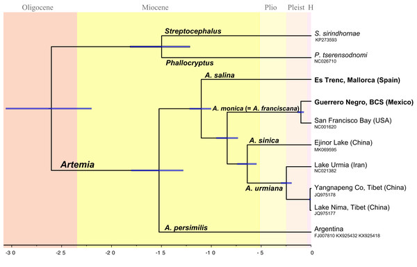 Chronogram showing lineage divergence times in Artemia obtained using BEAST following the first scenario hypothesis (Scheme 1).