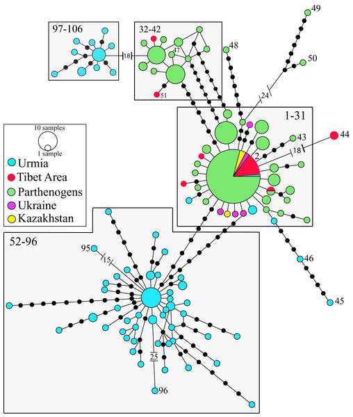 Allelic network of the Western Asian Lineage (A. urmiana) based on ITS1 sequence data (see materials and methods for sequence original sources).