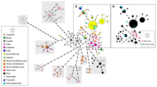 Haplotype network of cox1 sequence data for the New World Lineage (see Materials and Methods for sequence original sources).