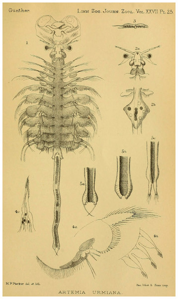 Original illustration of Artemia urmiana (nomen protectum) in Günther (1899) from The Journal of the Linnean Society, 27, pl. 25, a high-quality illustration accompanying the original description of A. urmiana.