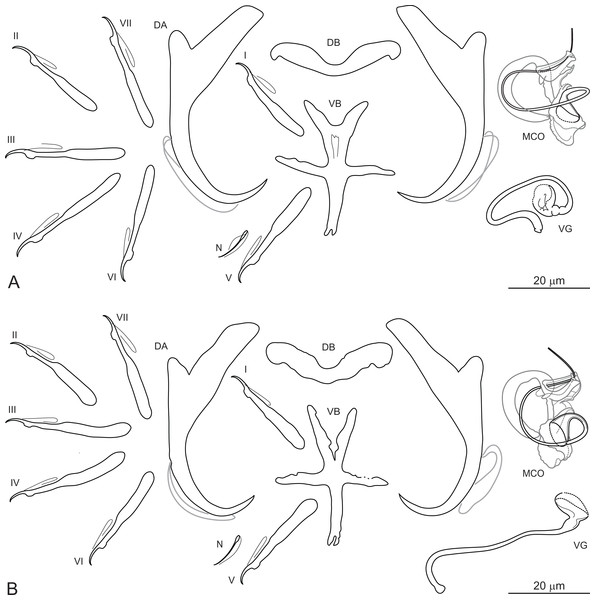 Sclerotized structures of Dactylogyrus ksibii ex Luciobarbus ksibi (Ksob River) (A) and L. rabatensis (Grou River) (B).