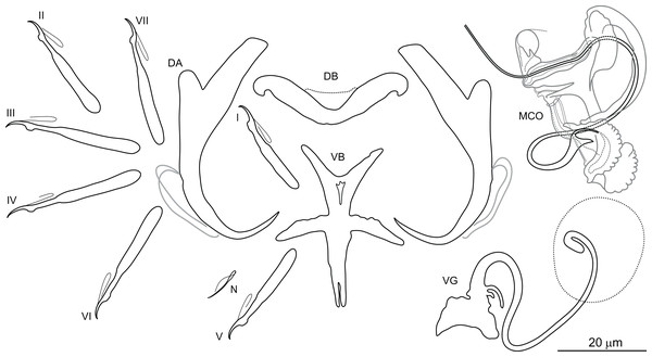 Sclerotized structures of Dactylogyrus borjensis ex Luciobarbus zayanensis (Oum Er’Rabia River, El Borj).
