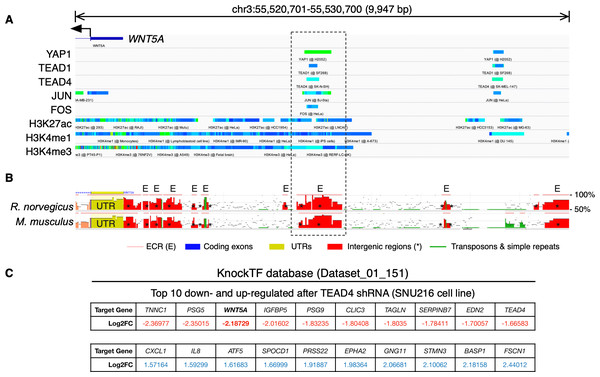YAP/TEAD binding sites upstream the WNT5A transcription start site (TSS).
